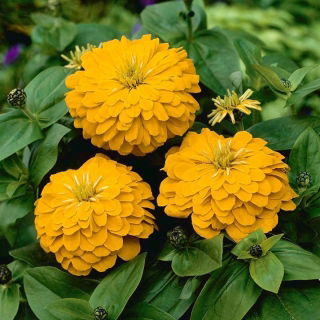 Dwarf garden zinnia "Dwarf" - yellow - 90 seeds