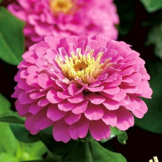 矮人花园百日草“Liliputek” - 粉红色 -  90粒种子 - Zinnia elegans - 種子