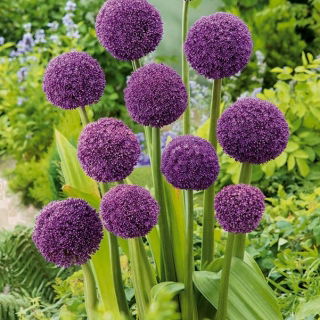 Dekorativ vitlök - Ambassador - Allium Ambassador