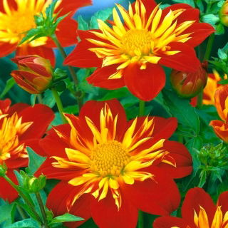 Dahlia La Gioconda