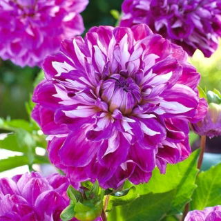 Dahlia Optik İllüzyon