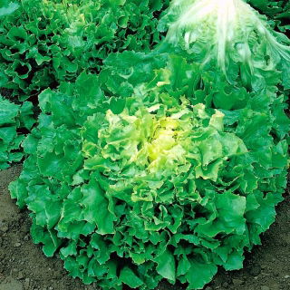 Lechuga -endibia - De Meaux - Cichorium endivia - semillas