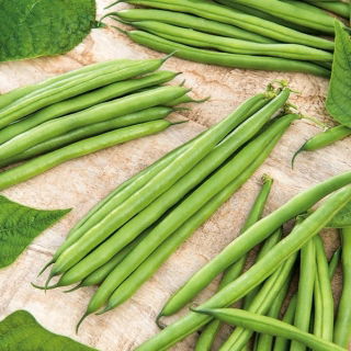 Böna – Fineness - Phaseolus vulgaris L. - frön