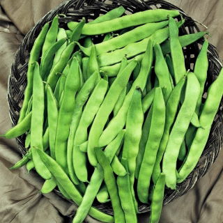 Pole, fasole verde franceză "Planeta" - Phaseolus vulgaris L. - semințe