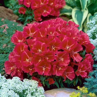 Rozloučení na jaře "Brillant"; godetia - 1350 semen - Godetia grandiflora - semena