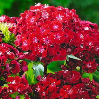 Török szegfű - Carmine - 810 magok - Dianthus barbatus