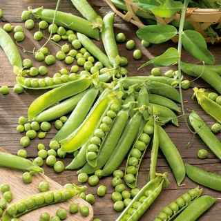 Borsó – Nephry - Pisum sativum - magok