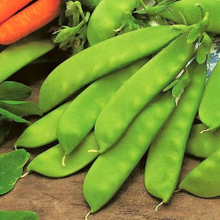 Sėjamasis žirnis - saccharatum - Oregon Sugar Pod - 200 sėklos - Pisum sativum var. saccharatum