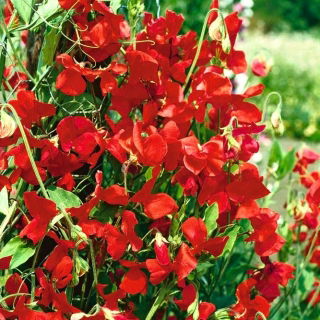 Luktärt - Kenneth - 33 frön - Lathyrus odoratus