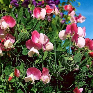 Sweet pea "Pansy Lavender Flash"