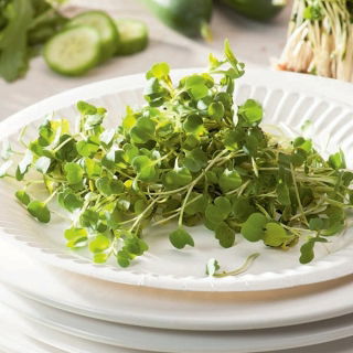 BIO EKO Sprouting seeds - Arugula - certified organic seeds; rocket