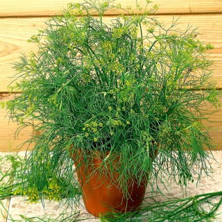 Endro  - Anethum graveolens L. - sementes