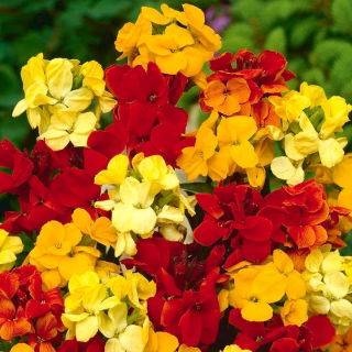 Cheiranthus cheiri - mix - magok