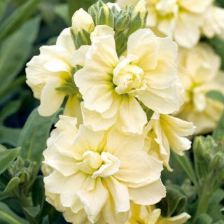 Grande Giroflée - Matthiola incana annua - Varsovia Bona - graines