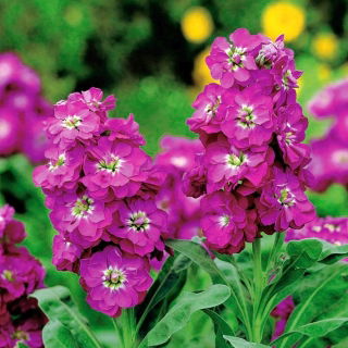 Stok serigala "Varsovia Kama" - merah muda merah muda; bunga gilly - Matthiola incana annua - biji
