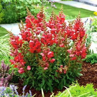 Snapdragon "Aramis" yang tumbuh rendah - merah - Antirrhinum majus - biji