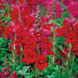 Uzun boylu aslanağzı - kırmızı - Antirrhinum majus - tohumlar