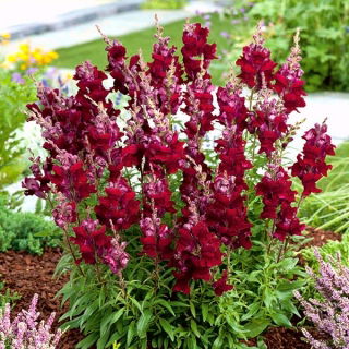 Kerti oroszlánszáj - Jan - Antirrhinum majus maximum - magok