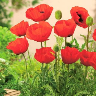 Poppy oriental "Allegro" - 630 biji - Papaver orientale