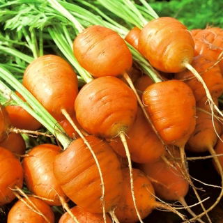 Carrot "Mercado de Paris 3" - Paris-type, round variety