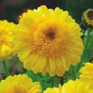 Botón de oro - Tokaj - Calendula officinalis - semillas