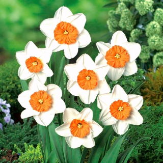Narcis - Professor Einstein - pakket van 5 stuks - Narcissus