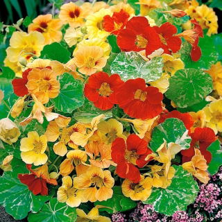 Nasturtium "Aljaška" - nízko rostoucí odrůdy se skvrnitými listy - 24 semen - Tropaeolum majus - semena