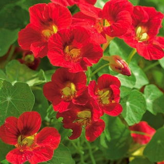 Creeping nasturtium "Scharlachglanz" - red