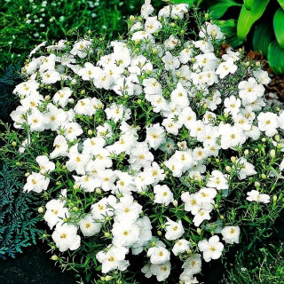 White cupflower; Nierembergia