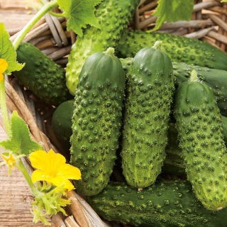  Огурец посевно́й - Arko F1 - Cucumis sativus - семена
