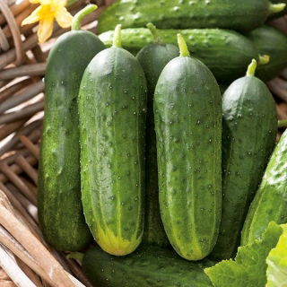 Cucumber "Aston F1" - parthenocarpic variety for cultivation under covers
