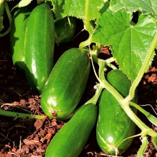 Cucumber "Iznik F1" - salad variety for cultivation in pots - 7 seeds
