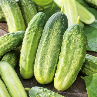 Огірок мариновий "Кайтек" - ранній сорт, стійкий до хвороб -  Cucumis sativus - Kajtek - насіння
