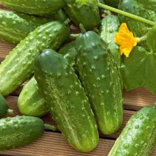 Cucumber "Kronos Skierniewicki F1" - field, resistant rapidly growing variety - 175 seeds