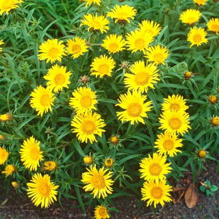 Inula cu frunze înguste - 216 de semințe - Inula ensifolia