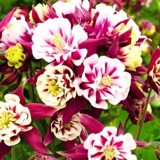 Almindelig akeleje - Winky Red White - Aquilegia vulgaris - frø