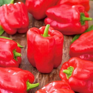 Paprikát - Ożarowska - édes - 90 magok - Capsicum L.
