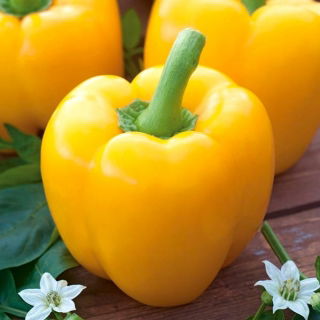 Paprika „Calipso“ - žltá odroda odporúčaná na pestovanie v nízkych tuneloch a na poli -  Capsicum annuum - Calipso - semená