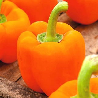 Sweet pepper 'Lamia' - orange variety for cultivation in tunnels and on the field