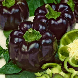 Sladka paprika "Zulu" - črna, blokovska sorta za pridelavo na polju -  Capsicum annuum - semena