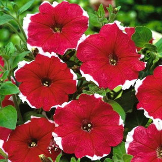 Pétunia Iluzja - Rojo - Petunia hyb. multiflora nana - semillas