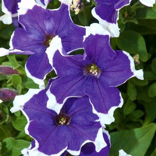 Pétunia Iluzja - azul - Petunia hyb. multiflora nana - semillas