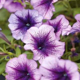 Petúnia Grandiflora nana - Rainbow (Tęcza) - violeta - Petunia hyb. grandiflora nana - sementes