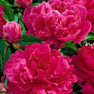 Paeonia, Bujor Felix Crouse - bulb / tuber / rădăcină