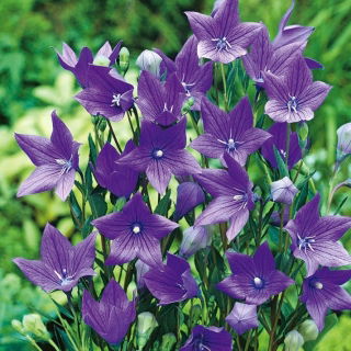 Platycodon, flor de balão - Fuji Blue; Campânula chinesa - 