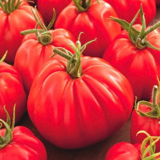 Tomate - Corazon F1 - Lycopersicon esculentum Mill  - semillas