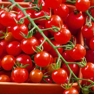Field tomato "Superbaby" - tall, cocktail variety