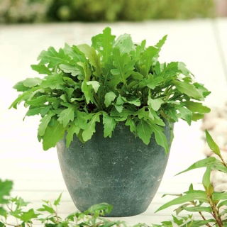 Mini záhrada - rukola - na pestovanie na balkónoch a terasách; raketa -  Eruca sativa - semená