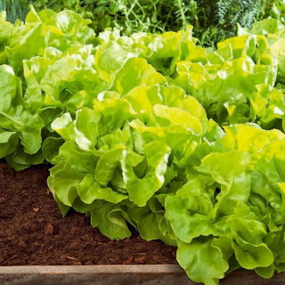 Alface manteiga - Edyta Ożarowska - verde - 900 sementes - Lactuca sativa L. var. capitata