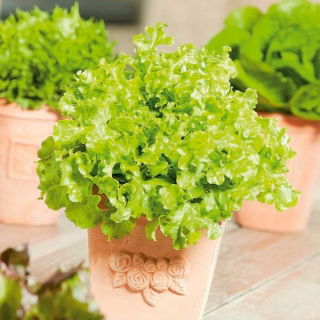 ミニガーデン - 切り花用のレタス - 緑、縮れた種類 - バルコニーおよびテラス栽培用 -  Lactuca sativa var. Foliosa - シーズ